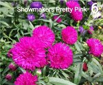 Showmakers Pretty Pink