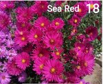 Sea Red