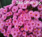 Sea Oman