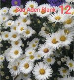 Sea Aden Blank