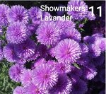 Showmakers Lavender