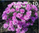 Showmakers Baby Pink