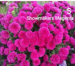 Showmakers Magenta