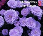 Showmakers Lilac Sunset