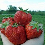 Клубника цена за 5 штук. Предзаказ на апрель