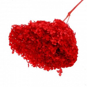 Сухоцвет «Гортензия крупнолистовая», красная, 1 веточка 20 см в упаковке