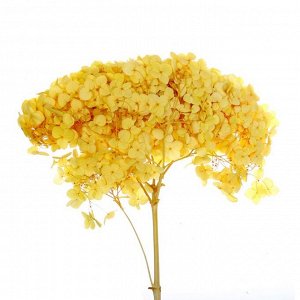 Сухоцвет «Гортензия крупнолистовая», жёлтая, 1 веточка 60 - 70 см в упаковке