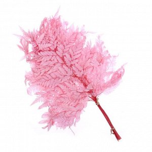 Сухоцвет «Папоротник», розовый, 10 шт. в упаковке