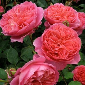Боксбель Боскобель (Boscobel) – необыкновенно красивая английская парковая роза. Пышные цветки выглядят очень декоративно, поэтому кустарниками часто украшают парки, скверы и приусадебные участки. Они