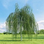 Береза повислая звитсерс Глори
