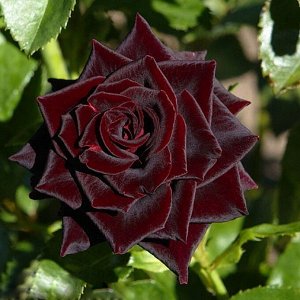 Блек Бьюти Цветки среднего размера, бархатно-красные, с уклоном в сторону черного, с желтоватой обратной стороной… Редкие зеленовато-белые полосы на защитных лепестках. Это одна из самых темных роз. М