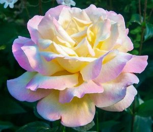 Глория Дей Одна из самых популярных роз в мире. Ее золотисто-желтые цветки с розовым краем в диаметре до 15 см состоят из 45 лепестков. Бутоны махровые, крупные, со слабым ароматом. Листья темно-зелен