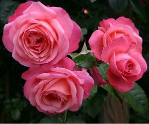 Розанна У сорта Rosanna крупные (10-11 cм) цветки, по форме напоминающие чайногибридные розы. Они розовые, в начале цветения с коралловым оттенком, очень душистые. Сорт очень зимостойкий, вырастает до