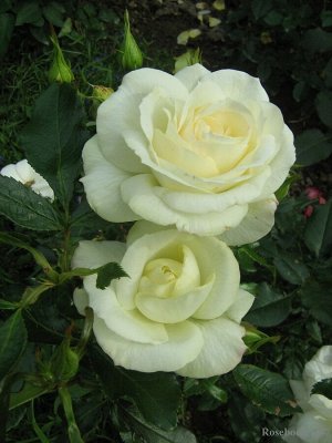 Роза La Paloma