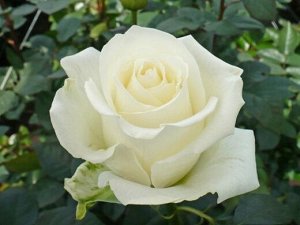 Айсленд чайно-гибридная роза, обильноцветущая, с тонким, изысканным ароматом. Высота куста до 85 см, куст вертикальный, со средне-зеленой, матовой листвой.Цветки диаметром 10 см, белые с зеленым оттен