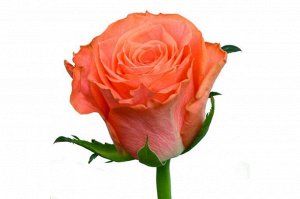 Амстердам Этот сорт является ярким представителем красных роз. Цветы махровые, имеющие правильную форму, в диаметре достигают 6-7см. Листья у розы Амстердам темно-зеленые. Высота куста достигает 70-80