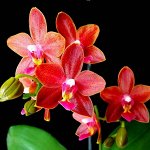 Орхидея фаленопсис Phal. Sogo Red Star