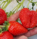Клубника Альба 1 укорененный куст