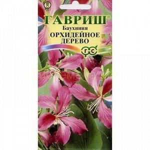 Баухиния Орхидейное дерево (Гавр)