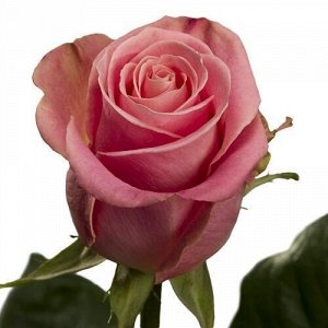 Хермоза Сорт старинной розы, выведен во Франции. Это превосходный кустарник, цветущий нежными бледно-розовыми цветами с лавандовым оттенком. Округлые бутоны постоянно образуются на крепком, густом кус