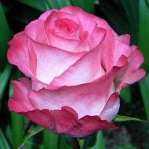 Хай Кенди Обворожительная кремово-розовая роза с бордово малиновой каймой. Её высокие, бокаловидные бутоны сложены из плотных, слегка волнистых лепестков и смотрятся очень заманчиво. Крупные, махровые