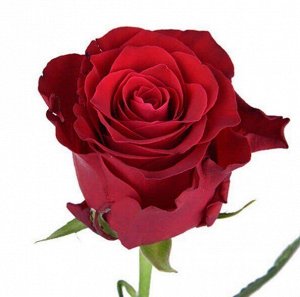 Родос Родос привлекает внимание сочными и насыщенными оттенками. Так, цветы на кустарниках имеют яркий красный цвет, разбавленный терракотовыми тонами. Основная окраска цветка красная и довольно яркая