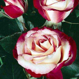 Максим Это белая с красным двухцветная чайно-гибридная роза: цветки белые с малиновыми краями. Толщина малиновой окантовки значительно меняется: по мере роспуска цветка она становится шире и наползает