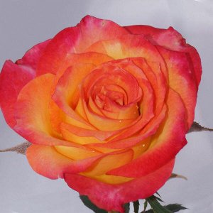 Лето Высота куста 60-80 см.,ширина 45-60 см. Диаметр цветка 8-10 см., махровый, цвет биколор.Лепестки жёлтые с красно-малиновым краем. Тургор лепестков высокий,благодаря чему роза прекрасно стоит в ср