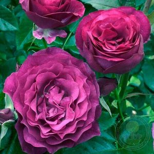 Блю Иден Уникальная роза. Цветки махровые (25-30 лепестков), диаметром 8 см, рубиново-красно-фиолетовой окраски с лавандовым глазком и красной каймой. Лепестки крупные, волнистые, бархатистые. Аромат 