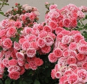 Кимоно Цветки при роспуске лососево-розовые, выгорают до нежно-розовых. Появляются в крупных прямостоячих кистях по 5-20 шт. Куст высотой 60-90 см., жесткий, прямостоячий, сильный и ветвистый. Зимосто