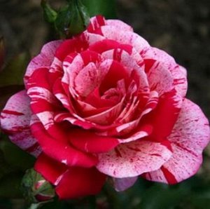 Пападжено Кусты роз превращают даже самый невзрачный участок в шикарное зрелище. Это роза с бутонами классической формы, которые раскрываются в крупные махровые малиново-красные цветки с белыми полоск