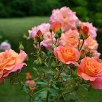 Розы Сибири — доплачиваем остаток