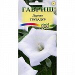 Дурман Трубадур (Гавр)
