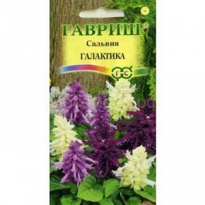 Сальвия галактика(Гавр)