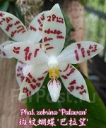 Орхидея фаленопсис Phal. zebrina