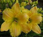 Лилейник Lemon Fringed Pastel(Klehm, 2003)(unknown х unknown)