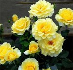 Роза Казино