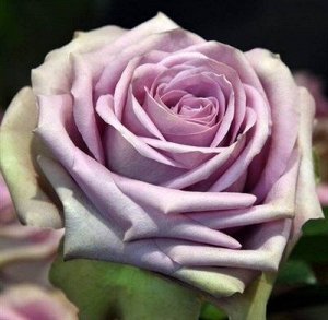 Роза Тиара Роза с уникальной окраской и нежным ароматом. Изогнутые спиральные внутренние лепестки в темном лавандовом цвете, окруженные светло-мятно-зелеными лепестками, делают ее поистине незабываемо