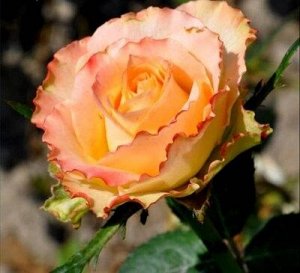 Роза Дуэт Саженцы розы чайногибридной Дуэт популярны среди садоводов благодаря обильному продолжительному цветению прекрасными цветами с запахом фиалки Куст растения в высоту не превышает  см компакте