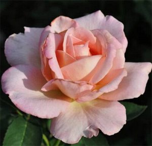 Роза София Окраска лепестков – лососево-розовая. Куст пышный, хорошо ветвится. Аромат сильный. Диаметр цветка 10 - 12 см, густомахровый. Высота куста 80 - 90 см, лист зеленый, глянцевый, плотный. Зимо
