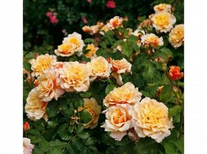 Роза  Caramella