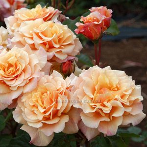 Роза  Caramella