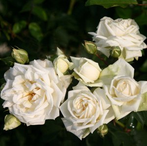 Роза  Ilse Krohn Superior