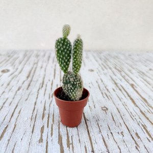 Кактус Cactus mini