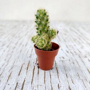 Кактус Cactus mini