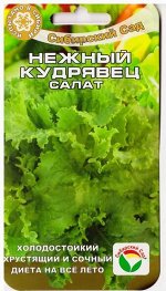 Салат Нежный Кудрявец (Код: 78744)