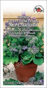 Бораго (огуречная трава) Апрельский /Сотка/ 0,3г/ скоросп. h-30-60см