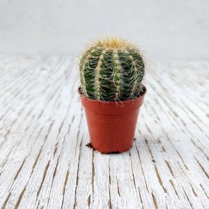 Кактус Cactus