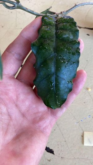 Хойя New Hoya sp. Wave leaf