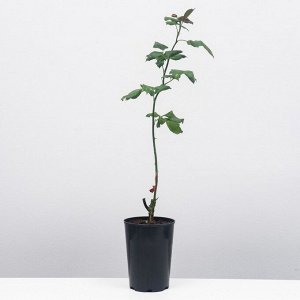 Роза флорибунда "Кимоно",  2/3 стебля, С2 горшок, 1 шт. Лето 2022